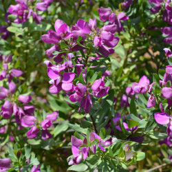 Polygala myrtifolia