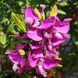 Polygala myrtifolia - Polygale à feuilles de myrte