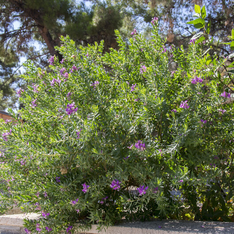 Polygala myrtifolia