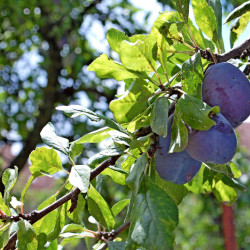 Prunus domestica ‘Black Amber’