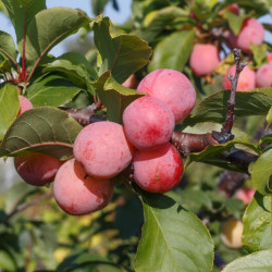 Prunus domestica ‘Prune d'abricot’