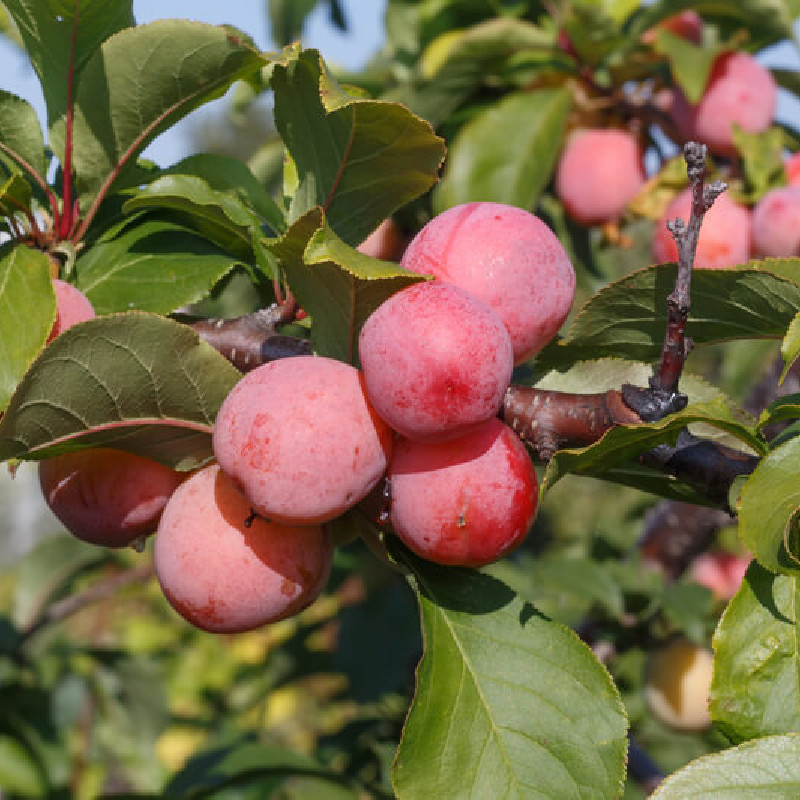 Prunus domestica ‘Prune d'abricot’