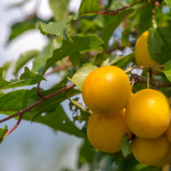 Prunus domestica ‘Des Béjonnières’