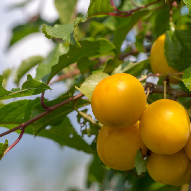 Prunus domestica ‘Des Béjonnières’