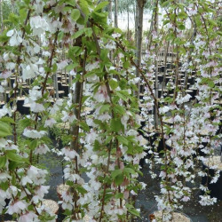 Prunus incisa ‘Frilly Frock’