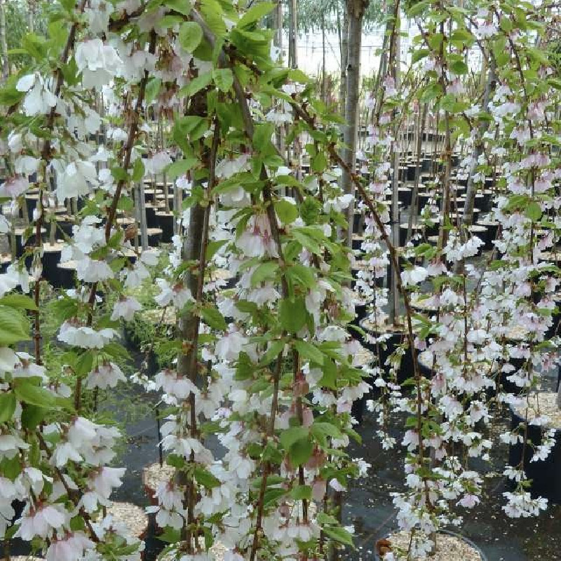 Prunus incisa ‘Frilly Frock’