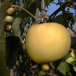 Malus domestica ‘Transparente de Croncels’