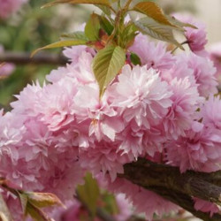 Prunus serrulata ‘Kiku-Shidare-Zakura’