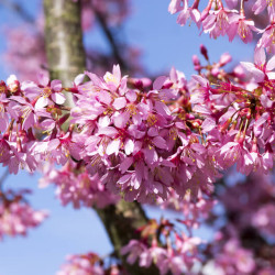 Prunus ‘Okame‘