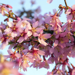 Prunus ‘Okame‘