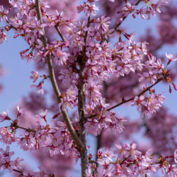 Prunus ‘Okame‘