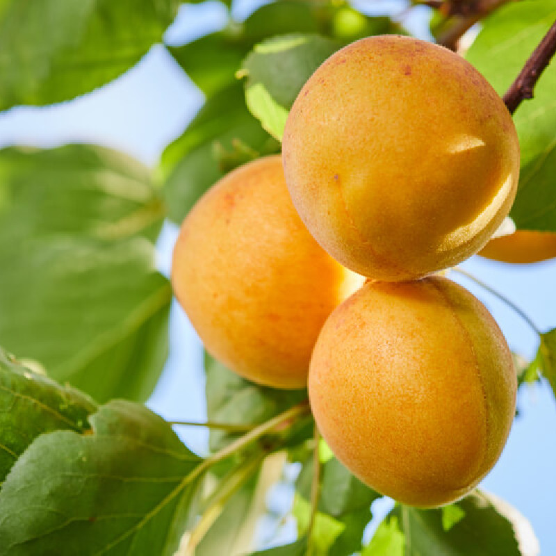 Prunus armeniaca ‘Précoce de Saumur’