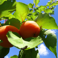 Prunus armeniaca ‘Aprigold‘