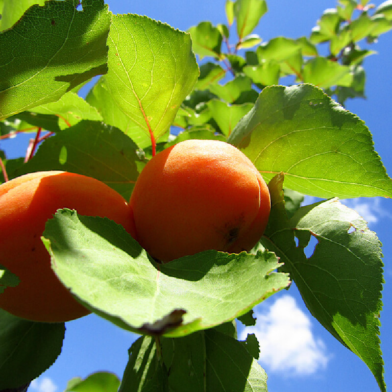 Prunus armeniaca ‘Aprigold‘