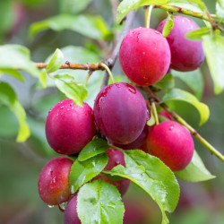 Prunus domestica ‘Mirabelle Ruby‘