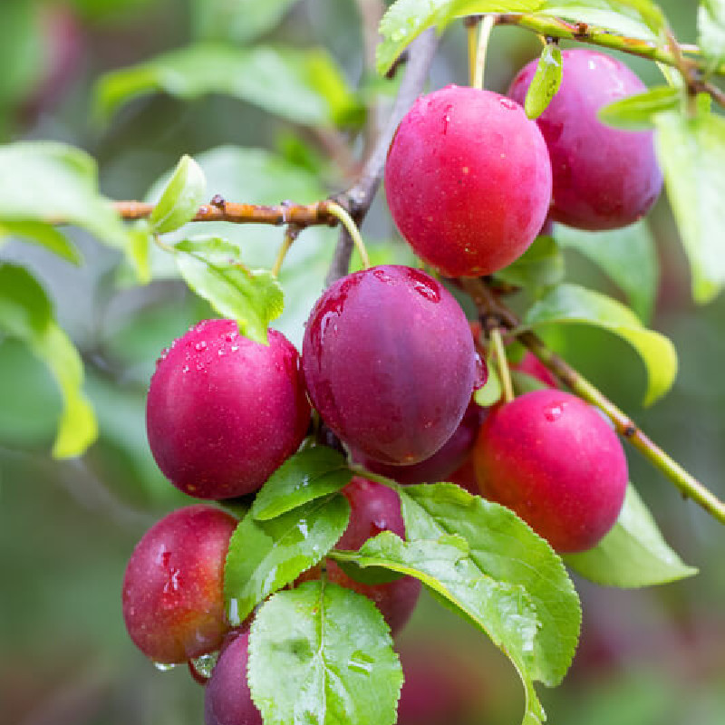 Prunus domestica ‘Mirabelle Ruby‘