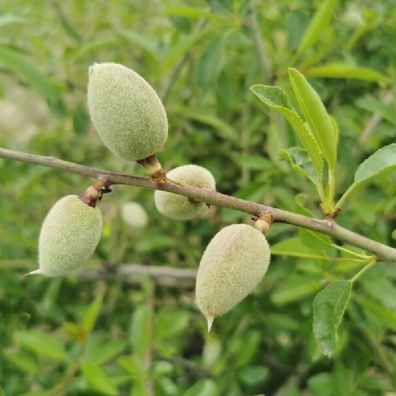 Prunus amygdalus dulcis ‘Garden Prince‘ ® - Amandier nain