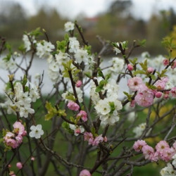 Prunus amygdalus dulcis ‘Garden Prince‘