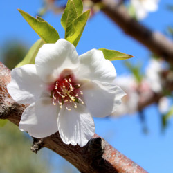 Prunus amygdalus dulcis ‘Supernova‘