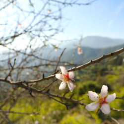 Prunus amygdalus dulcis ‘Supernova‘