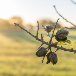 Prunus amygdalus dulcis ‘Supernova‘ - Amandier