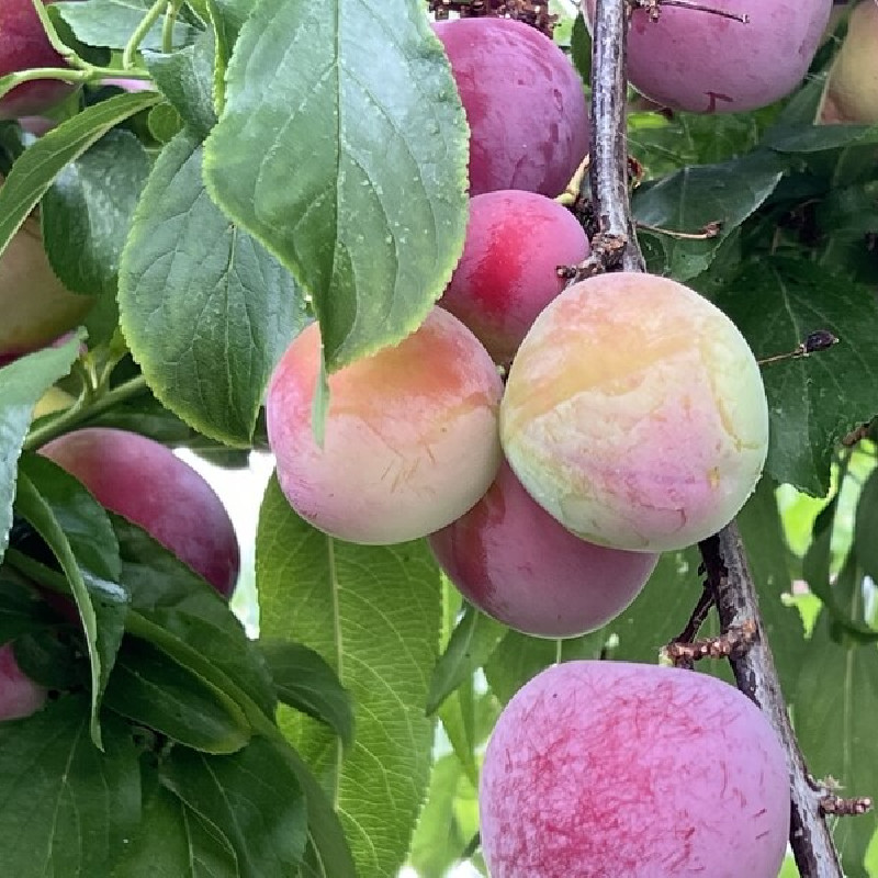 Prunus persica ‘Pêche de vigne’