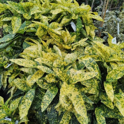 Aucuba japonica ‘Crotonifolia Gold‘