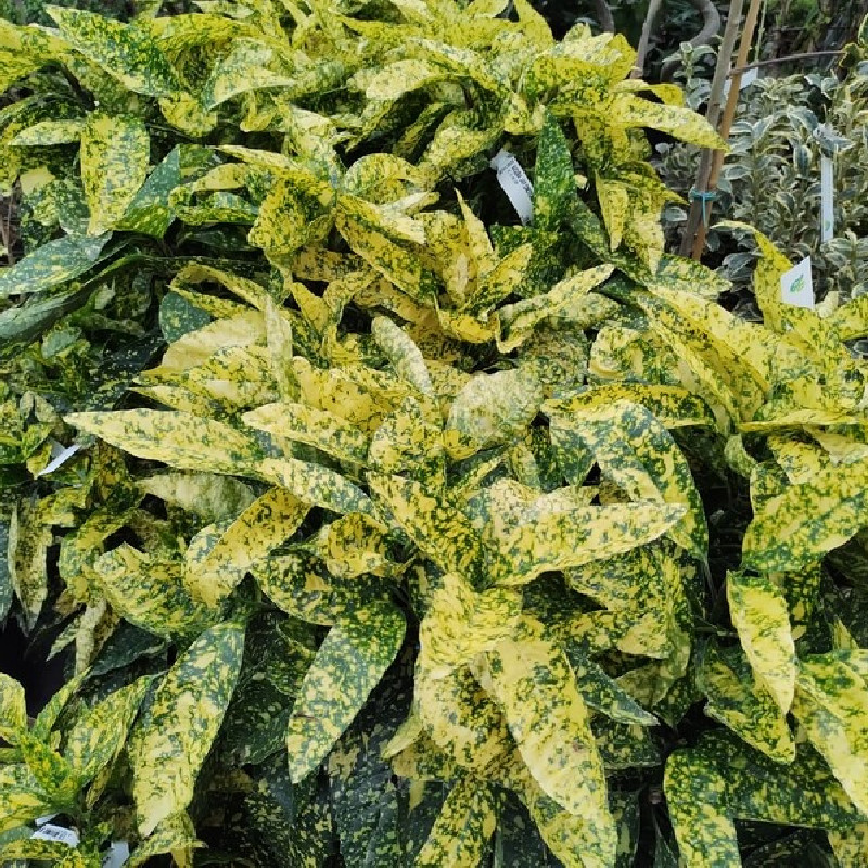 Aucuba japonica ‘Crotonifolia Gold‘