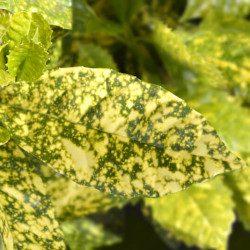 Aucuba japonica ‘Crotonifolia Gold‘