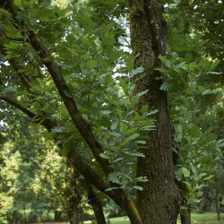 Quercus robur ‘Fastigiata Koster’