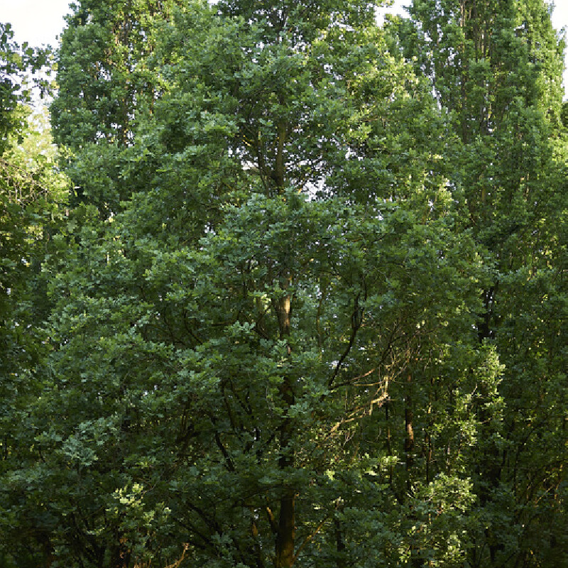 Quercus robur ‘Fastigiata Koster’