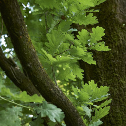 Quercus robur ‘Fastigiata Koster’