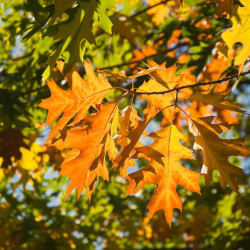 Quercus rubra ‘Boltes Gold‘