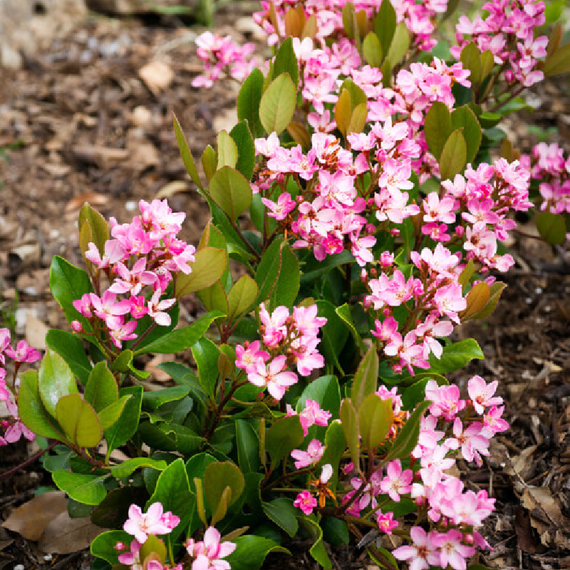 Rhaphiolepis delacourii ‘Coates Crimson’