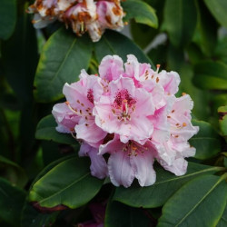 Rhododendron ‘Albert Schweitzer’