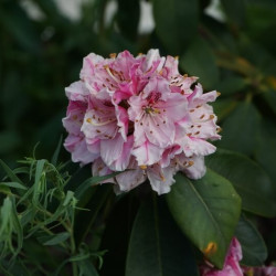 Rhododendron ‘Albert Schweitzer’