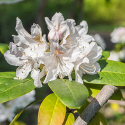 Rhododendron ‘Gomer Waterer’