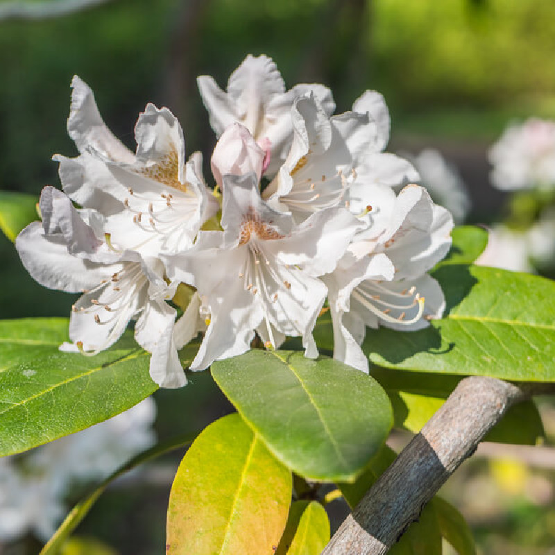 Rhododendron ‘Gomer Waterer’