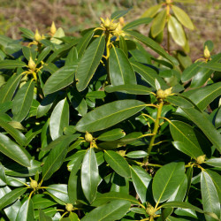 Rhododendron ‘Gomer Waterer’