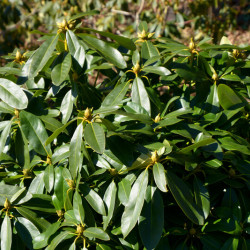 Rhododendron ‘Gomer Waterer’