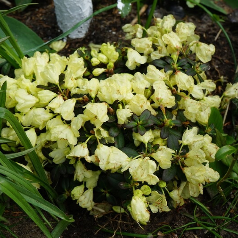 Rhododendron ‘Wren‘