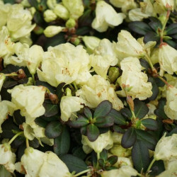 Rhododendron ‘Wren‘