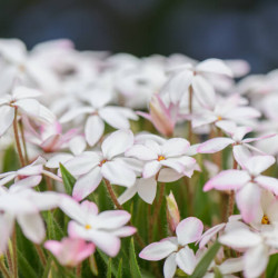 Rhodohypoxis baurii ‘The Bride‘