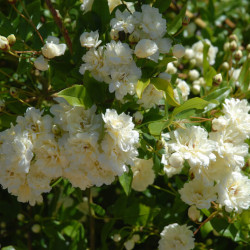 Rosa banksiae ‘Alba Plena‘