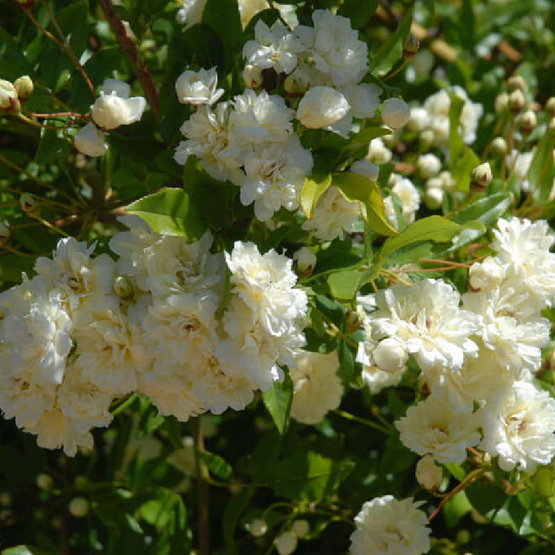 Rosa banksiae ‘Alba Plena‘