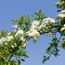 Rosa banksiae ‘Alba Plena‘