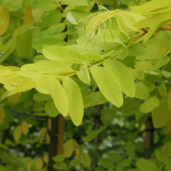 Robinia pseudoacacia ‘Frisia‘