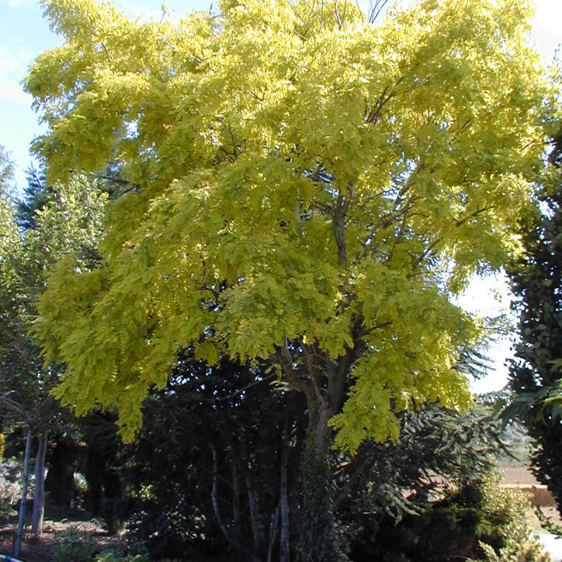 Robinia pseudoacacia ‘Frisia‘