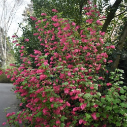 Ribes sanguineum ‘King Edward VII’ - Groseillier à fleurs