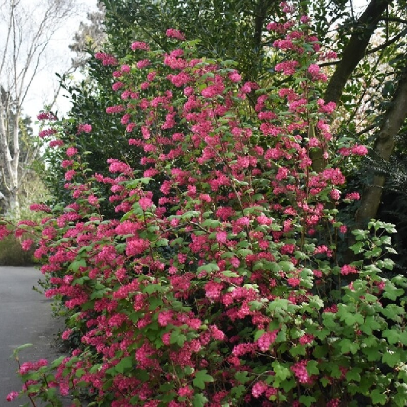 Ribes sanguineum ‘King Edward VII’ - Groseillier à fleurs